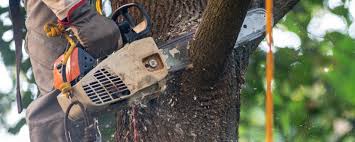 Leaf Removal in White Marsh, MD