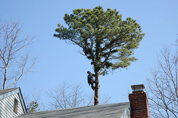 Reliable White Marsh, MD Tree Removal Services Solutions