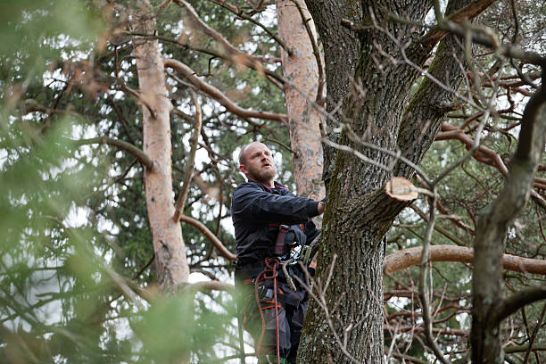 Tree and Shrub Care in White Marsh, MD